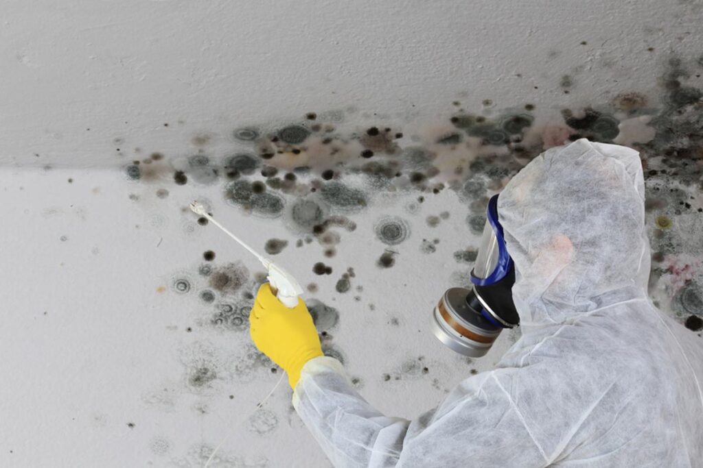 Mold Removel