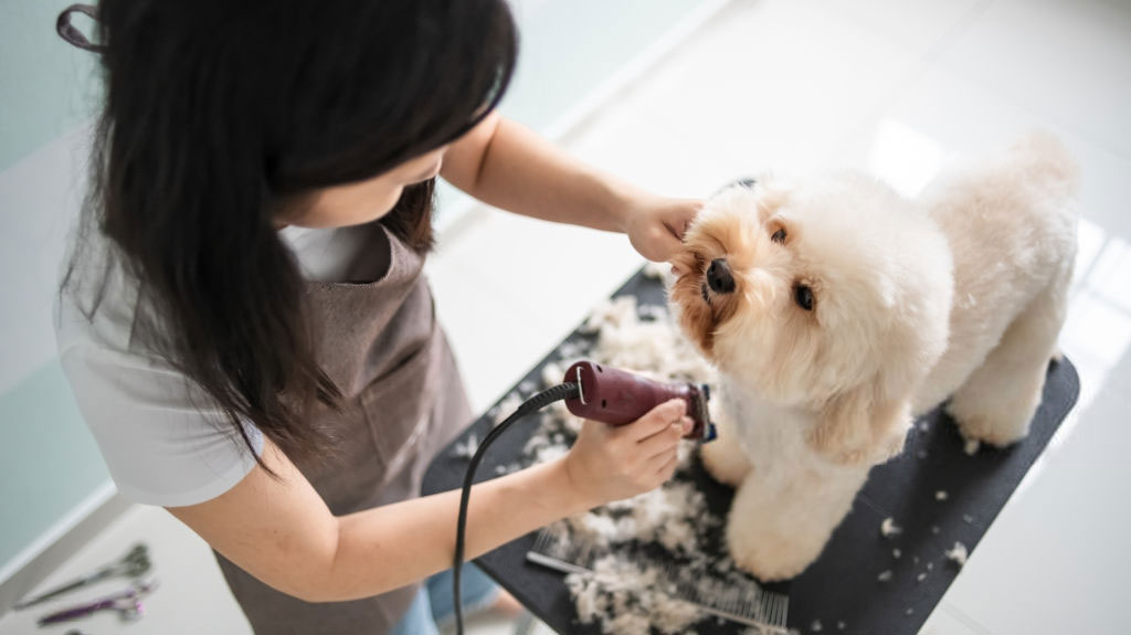 Pet Grooming Care